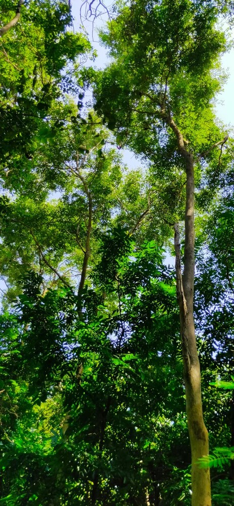ขายที่ดิน - สวนป่าพยุง ไม้ป่าเศรษฐกิจ ปลูกเต็มพื้นที่ อ.สันป่าตอง เชียงใหม่