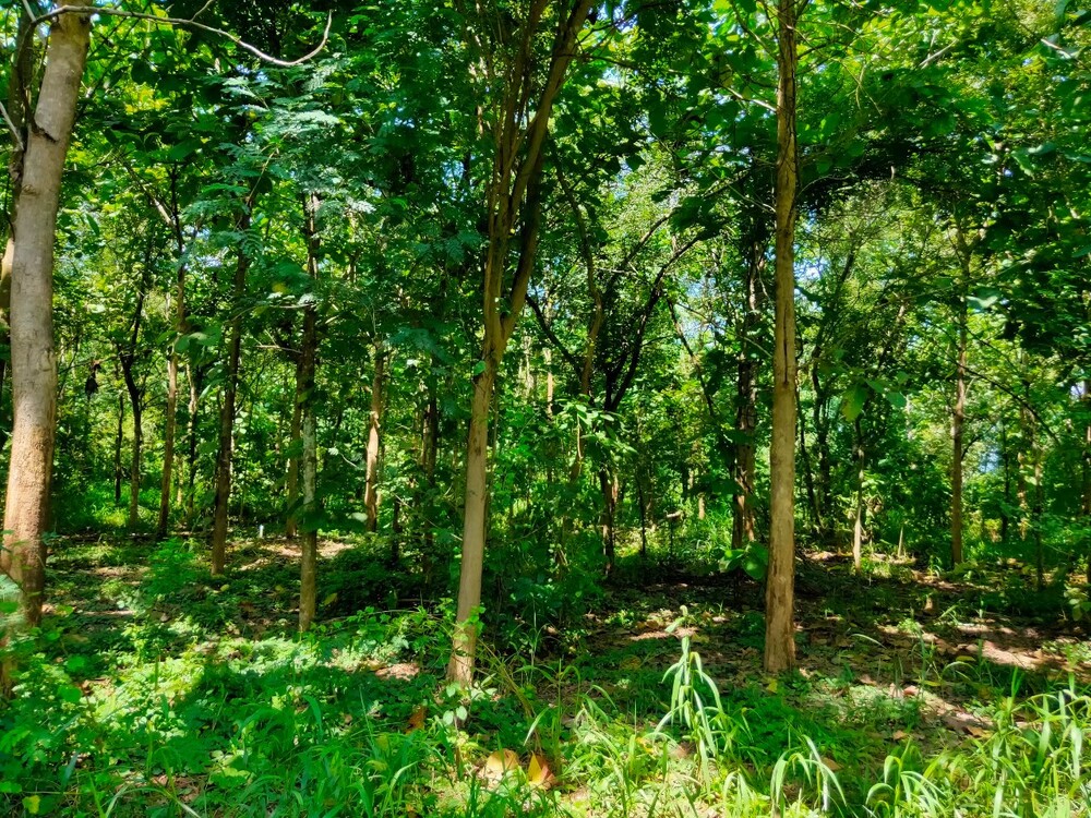 ขายที่ดิน - สวนป่าพยุง ไม้ป่าเศรษฐกิจ ปลูกเต็มพื้นที่ อ.สันป่าตอง เชียงใหม่