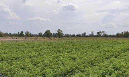 ขายที่ดิน - ขายที่ดินแปลงสวย 47 ไร่ อำเภอหนองหญ้าไช จ.สุพรรณบุรี ไร่ละ. 170,000 เหมาะสำหรับทำการเกษตร